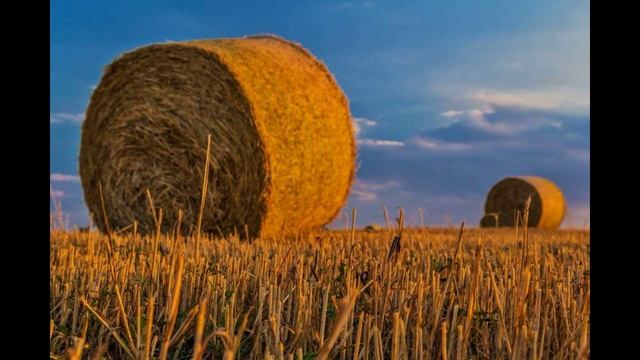 Растениеводство в России смотреть онлайн