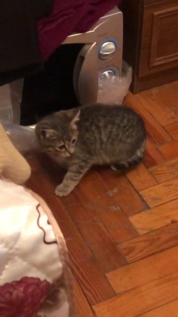 Продуктивная суббота - полосатый пулковский котёнок первые мгновения в новом доме смотреть онлайн