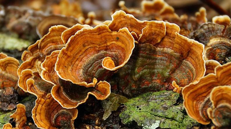 Грибоведа. Траметес Разноцветный. смотреть онлайн