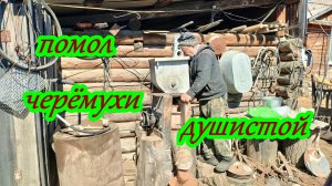 Помол черёмухи на самодельной кулачковой мельнице.