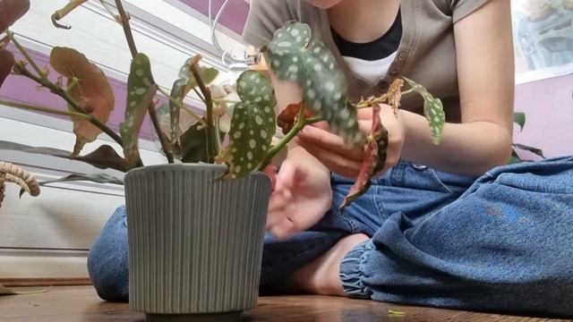 How to propogate pothos, micans, monstera and begonia смотреть онлайн