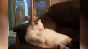 5 САМЫХ ТОЛСТЫХ КОТОВ В МИРЕ!