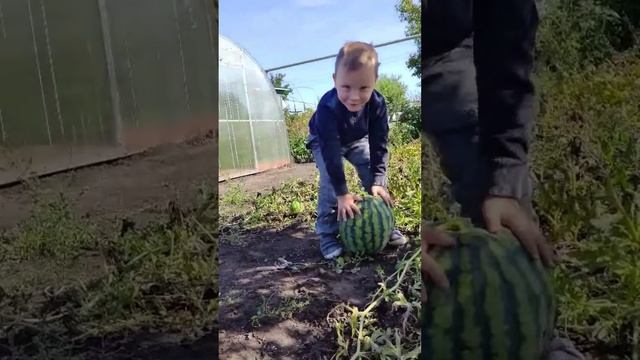 Вкусная ягода арбуз. Юный изобретатель посадил и вырастил сам. HD смотреть онлайн