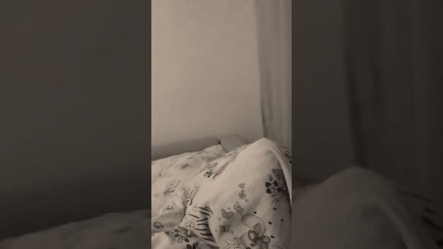 Кошка играет с хвостом!!!! смотреть онлайн
