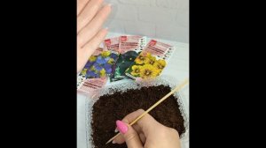 Фиалка рогатая.Посев семян 20.03.2024