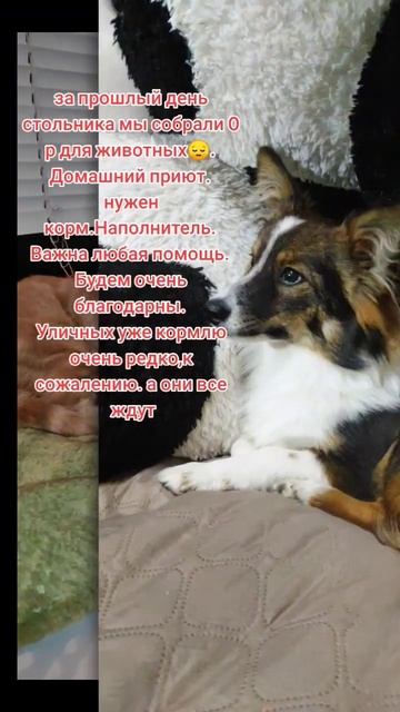 можно кормом помочь,пеленки,наполнитель,лекарства. #нужнапомощь смотреть онлайн