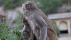 Какие звуки издают обезьяны | звуки и крики обезьян