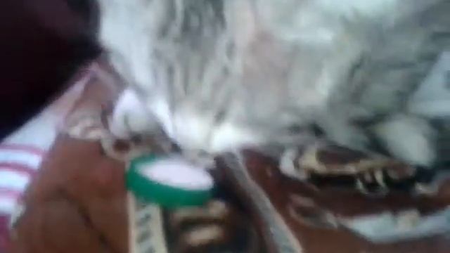 Какой вкусный activia смотреть онлайн