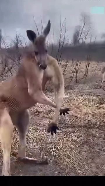 Why do kangaroos wave like this ? | #shorts смотреть онлайн