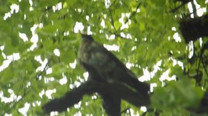 красивая птичка но блин трещит как трещетка любит гонять всех подряд но больше сего варон.