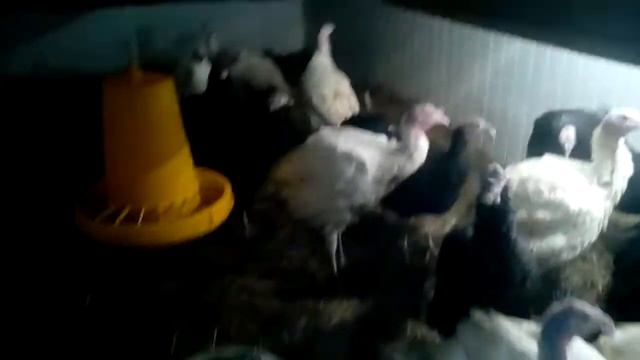 Индюшата переехали смотреть онлайн