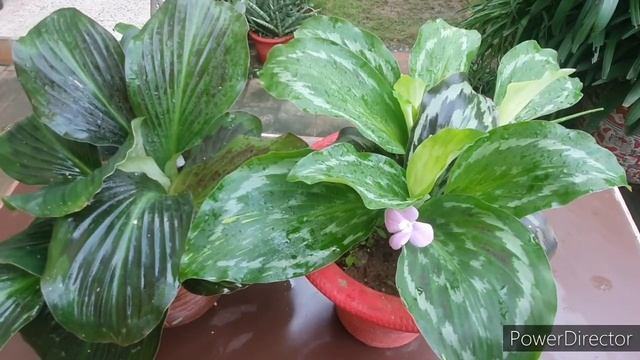 Peacock Ginger/Kaempferia- Beautiful leaves,Ornamental plant//Easy to care смотреть онлайн