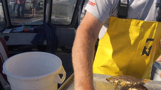 Crack'n Crab Cleaner and Gauge смотреть онлайн