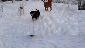 ДОГ ФИЛЬМ