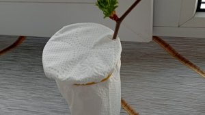 Боярышник отростками. Посадка