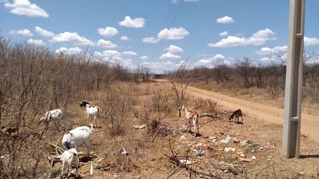 as criações de cabra andando pela mata seca do nosso sertão смотреть онлайн