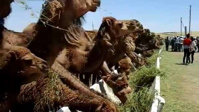 Верблюженок ищет маму