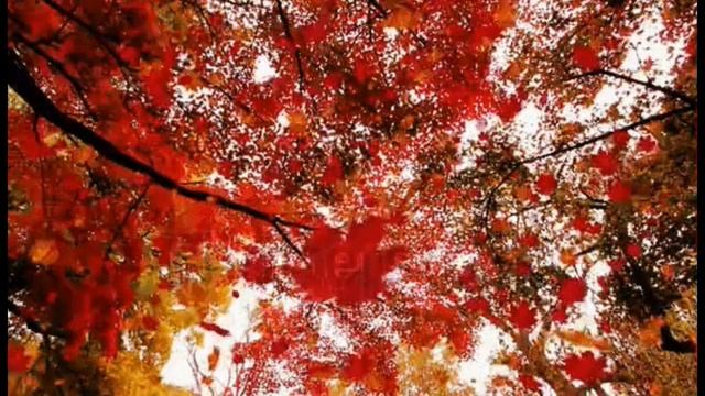 ♡♫ܓ❀Витас – Лист осенний♡♫ܓ❀Autumn leaf♡♫ܓ❀ смотреть онлайн