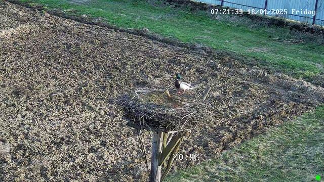 Мы сами не местные...