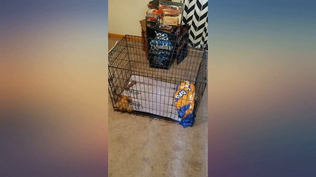 30//36//42 Inches Dog Crate Double Door Folding Wire Metal Pet Dog Kennel Cage review смотреть онлайн