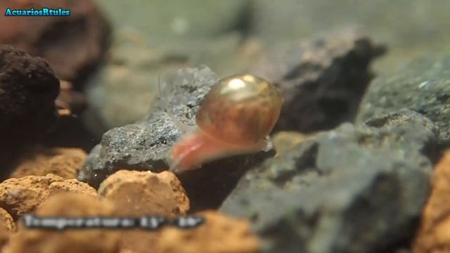 Ficha: Caracol Planorbis, alimentación, parametros, reproducción, guía básica смотреть онлайн