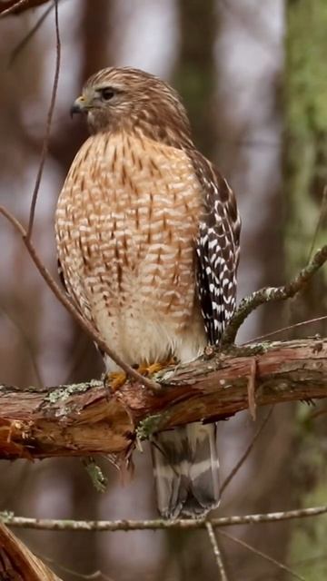 Red-shouldered Hawk #hawk #raptors #birders #shorts #shortvideo #birding смотреть онлайн