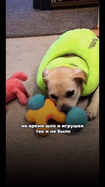Наш бестселлер  WB: «Утка» 171336268 #собака #любовь #собаки #мем #топ #funny