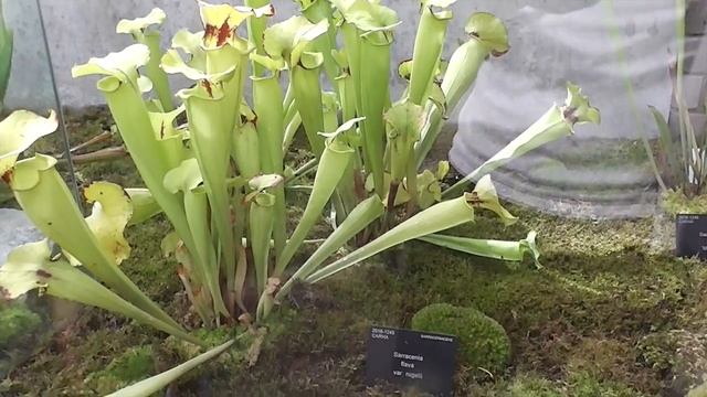 VBLOG DÍA3 (1/2) Visitamos el Princess wales Greenhouse смотреть онлайн