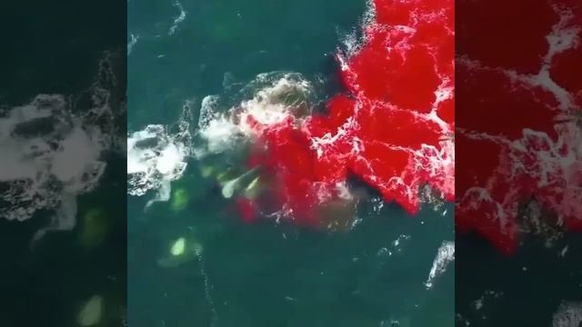 RED SEA | SHARK ATTACKS ON WHALES смотреть онлайн