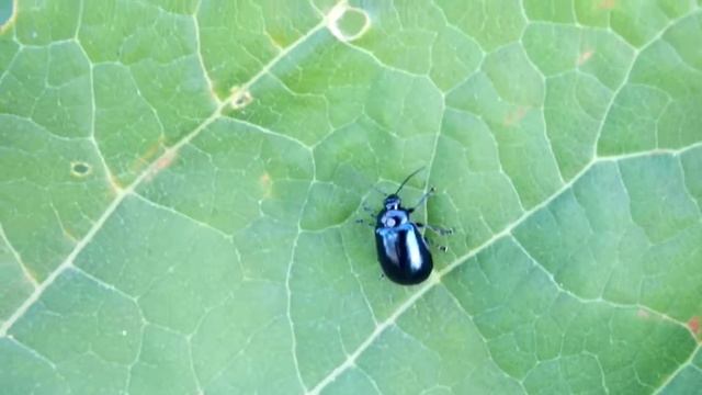 ヨモギハムシ (Chrysolina Aurichalcea)