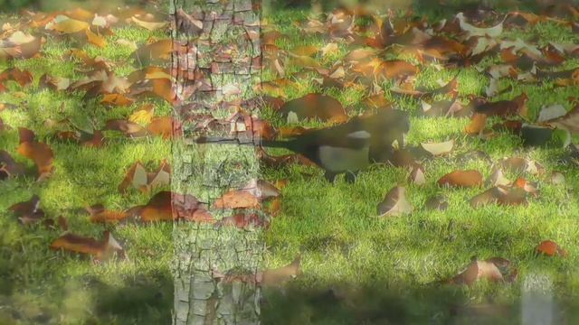 kicauan dan nyanyian suara burung murai terbaik смотреть онлайн