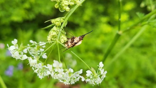 Gewone wolzwever, in en na de regen :) смотреть онлайн