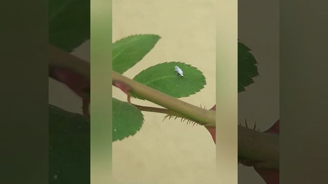 Leafhopper White Mini Creature's