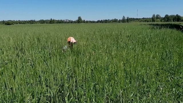 Прогулка по полю. #Внучка #Пшеница #ХорошееНастроение смотреть онлайн