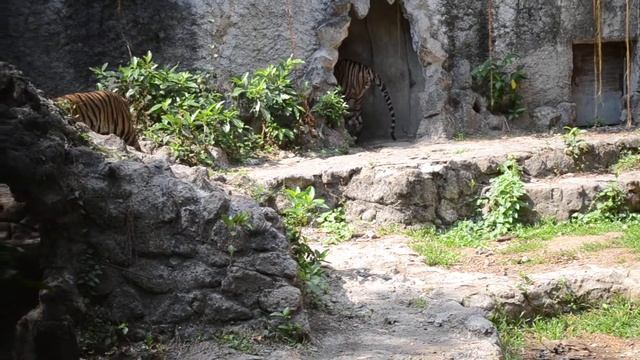 Manila Zoo Panthera Tigris Tiger May 24 ,2013 9 смотреть онлайн