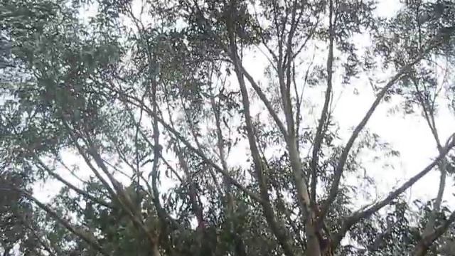 Big Eucalyptus Trees / Salt Spring Island, Canada смотреть онлайн
