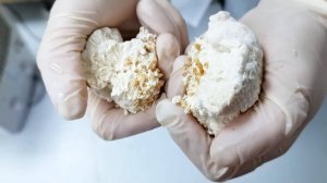 Грибоведа. Знакомство с Ежовиком Гребенчатым.