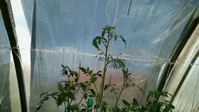 Обрезаем помидоры смотреть онлайн