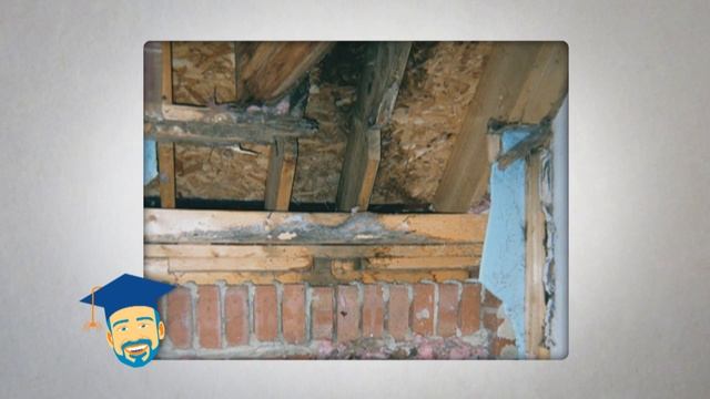 Ask the Pest Professor: Termite Damage смотреть онлайн