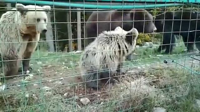 Синевир. Медвежий питомник. "Дивись який скотиняка!" смотреть онлайн