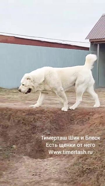 ТИМЕРТАШ ШИК и БЛЕСК 3 года в питомнике есть доступные детки от Шика +79048881825 viber WhatsApp смотреть онлайн