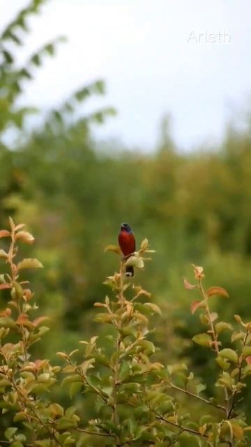Painted Bunting singing #shorts #nature #hiking #birds #aves #songbird смотреть онлайн