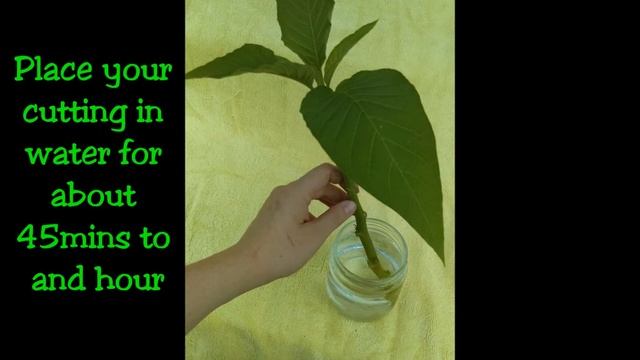 How To Propagate Trumpet Trees
