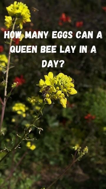 Facts about bees:: Educational resources for kids:: I was today years old (#11) смотреть онлайн