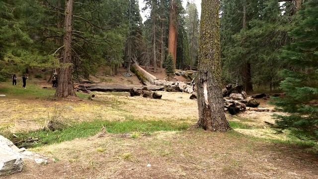 Sequoia National Park 5.1.22