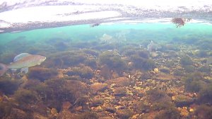 Рыбалка на хариуса с подводной камерой Focus Fish. 18.04.2024