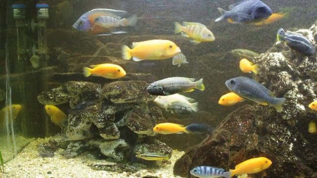 Malawi-Mbuna+Copadichromis смотреть онлайн