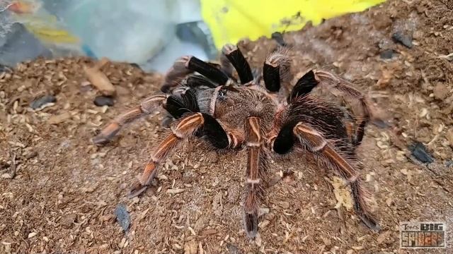 My TOP 15+ Favorite Tarantulas...for Now