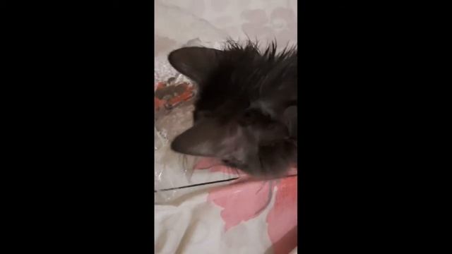 Бася сидит в пакете ,а Шанти с ней играет смотреть онлайн