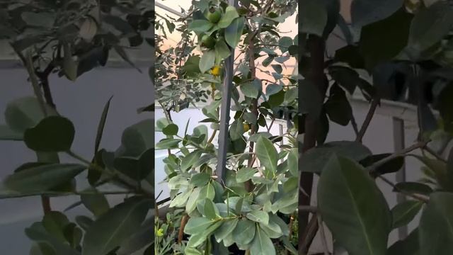 Гуава. Гуаява. Псидіум Кетлі.